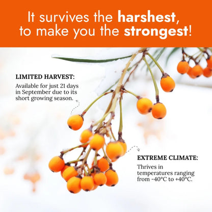 Sea Buckthorn Herbal Capsules
